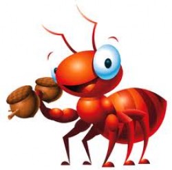 درسهای بزرگی که میتوان از مورچه ها آموخت